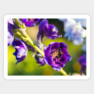 Purple Delphinium flowers Sticker